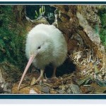 postcard from b4 reefton compressed