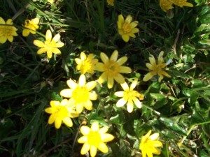 Wild Flowers 24-5-12 006