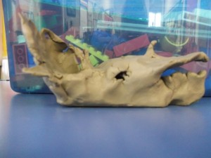 Clay Model