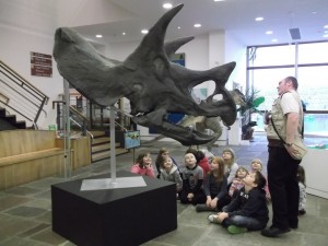 Looking at the skull